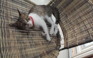 猫咪会踢足球小能手吗，猫咪踢足球是真的吗